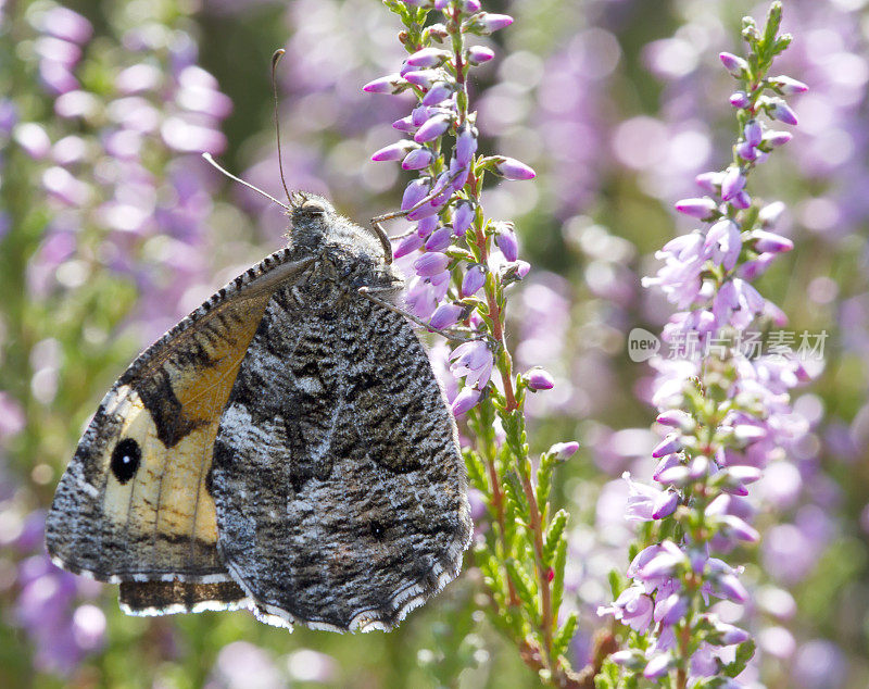 灰蝶(Hipparchia semele)